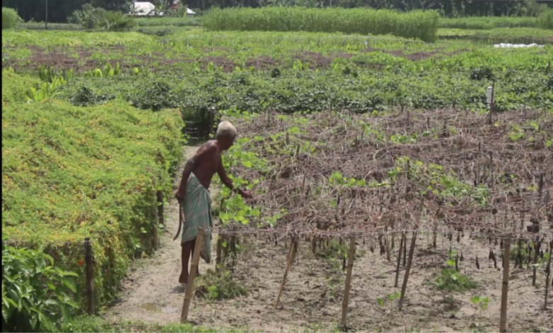 নওগা