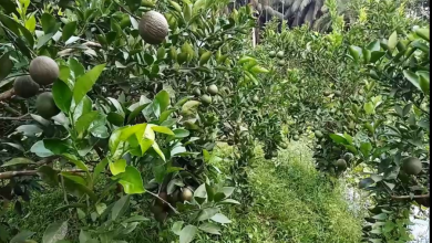পিরোজপুর