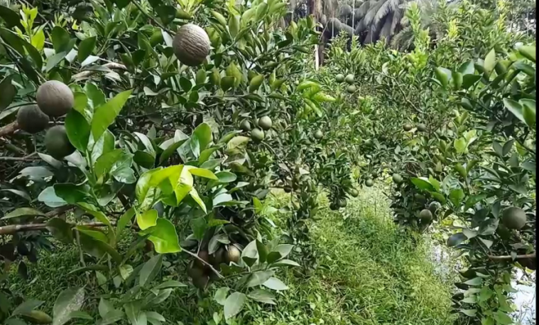পিরোজপুর