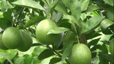 মাল্টা
