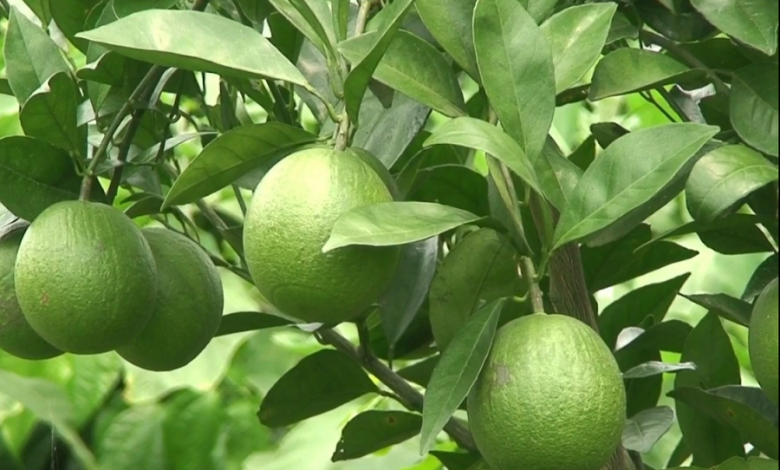 মাল্টা