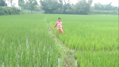 শেরপুর