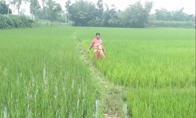 শেরপুরে বোরো আমন আবাদে ব্যস্ত আদিবাসী নারীরা 1 শেরপুর