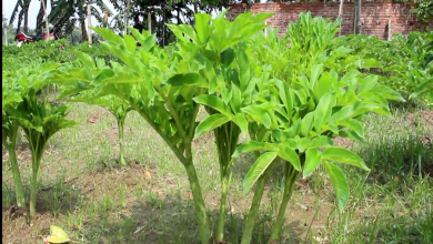 কচু