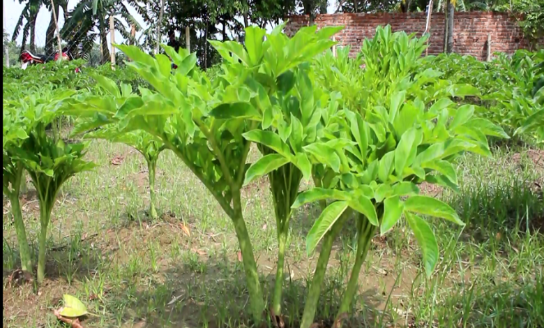 কচু