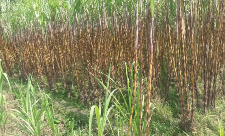 কালীগঞ্জ