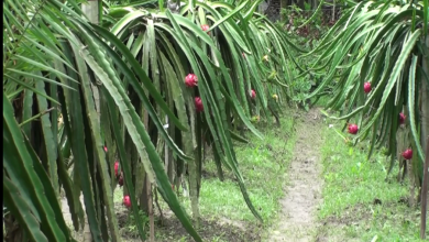 ড্রাগন