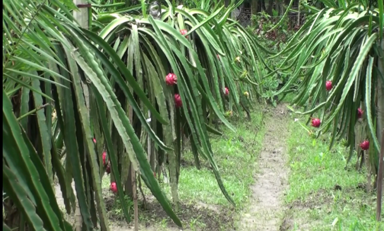 ড্রাগন