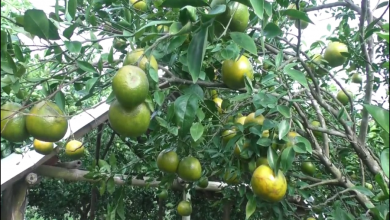 মেহেরপুর
