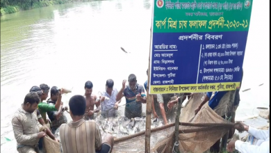 রাজশাহী ফিস
