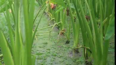 লতি