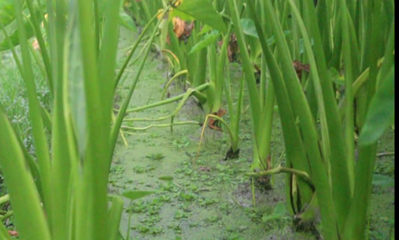 লতি