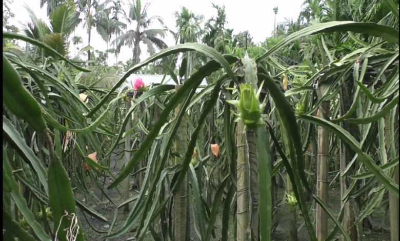 ড্রাগন