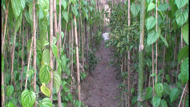 পান