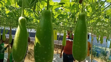 লাউ 1