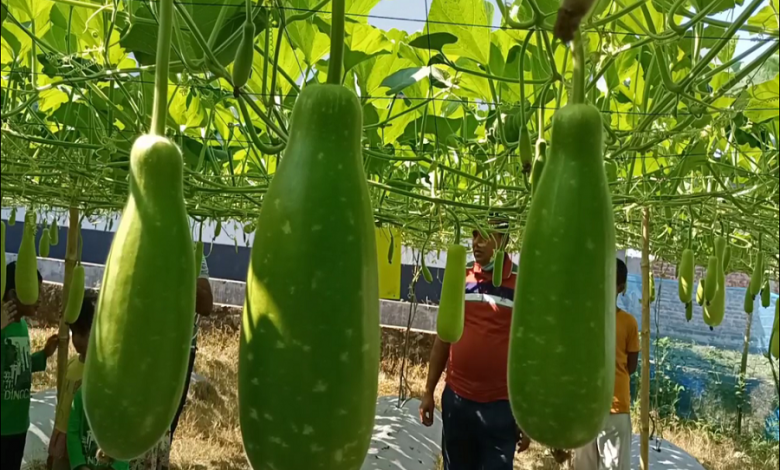 লাউ 1