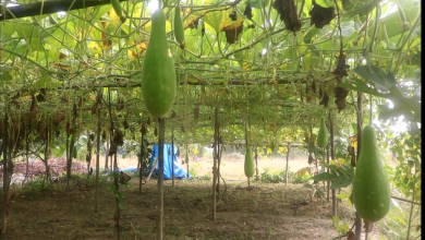 লাউ