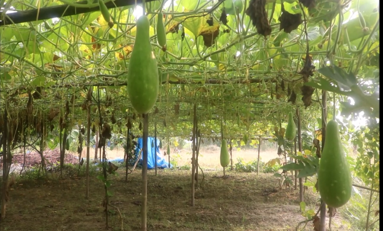 লাউ