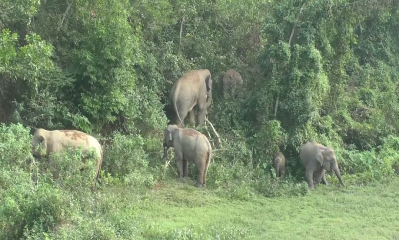 হাতি
