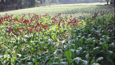 বরিশাল 1