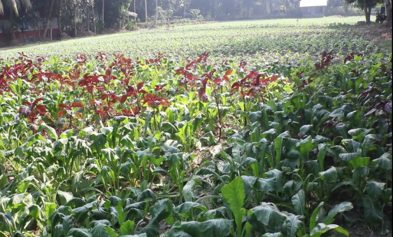 জৈব সার দিয়ে সবজির আবাদ করছেন বরিশালের চাষীরা 1 বরিশাল 1