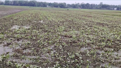 সিঙ্গা