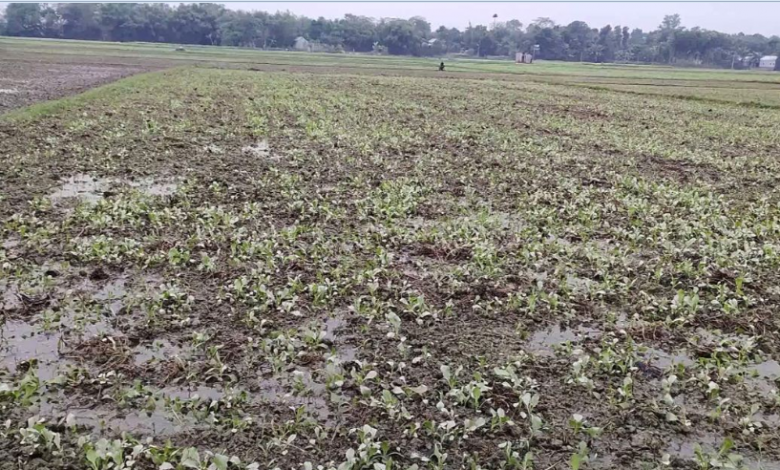 সিঙ্গা