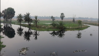 গাজী