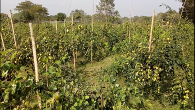 বরই