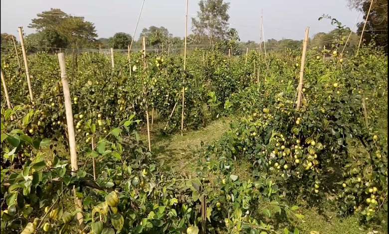 বরই