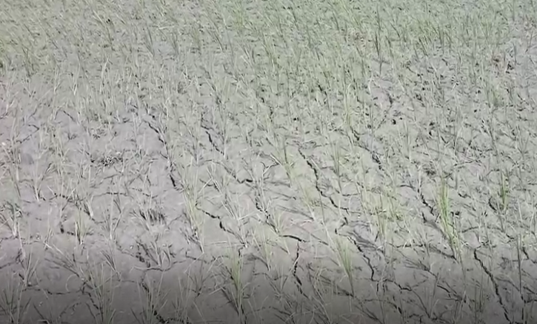 নেত্র