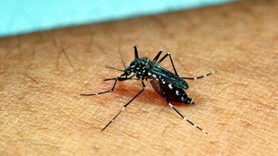 dengue 20230206172612