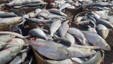6111083 7753877 hilsa ban