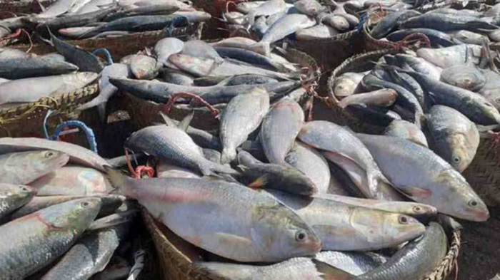 6111083 7753877 hilsa ban