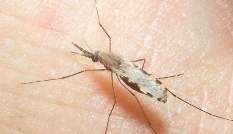 anophilus mosquito