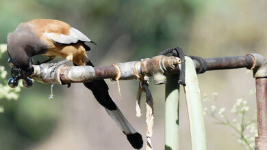 birds need water