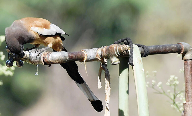 birds need water