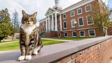 cat