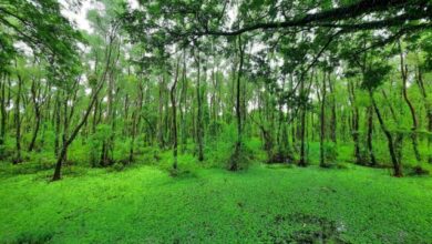 tree plantation