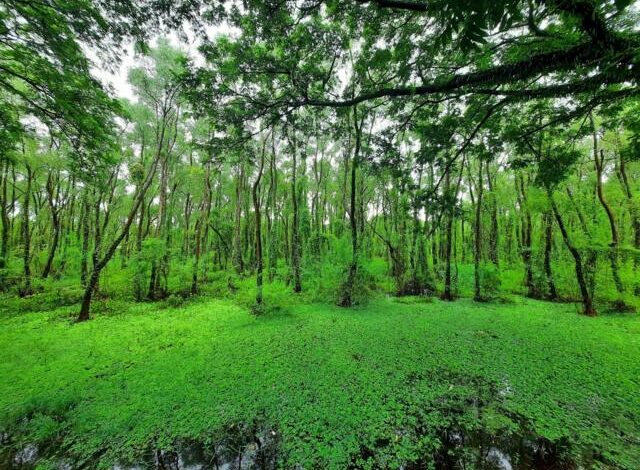 tree plantation