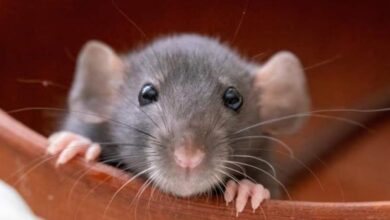 rat