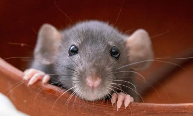 rat