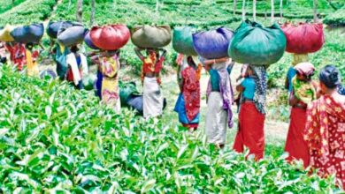 Tea garden