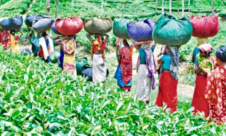 Tea garden
