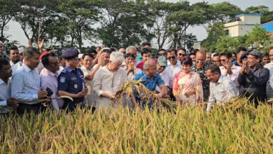 উপদেষ্টা ধান