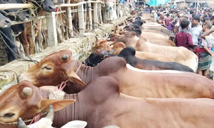রাজধানীতে জমে উঠছে কোরবানির পশুর হাট 1 1 2