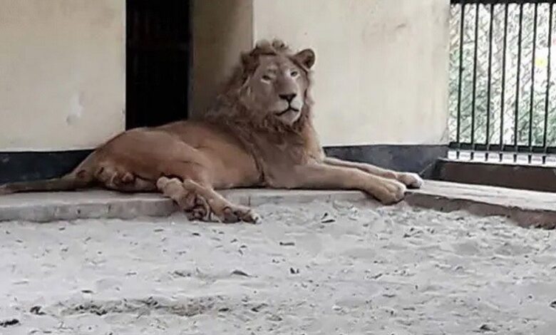 Lion