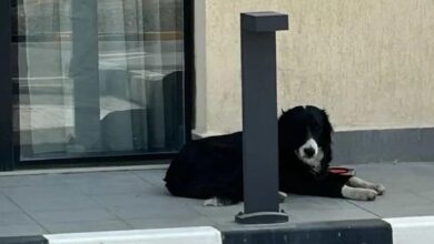 Dog 69ae805c94825