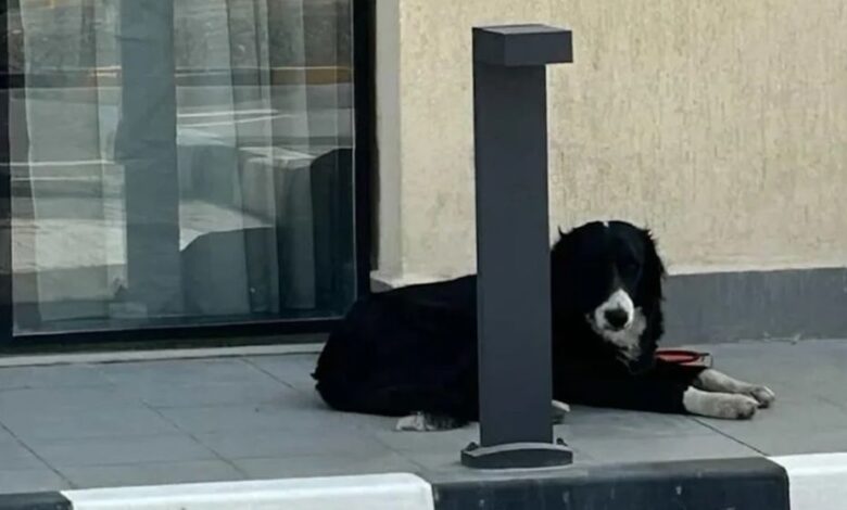 Dog 69ae805c94825