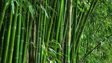 Bamboo 2209181230 2509180447